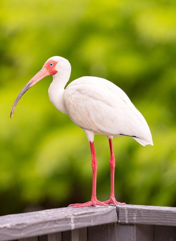 American White Ibis