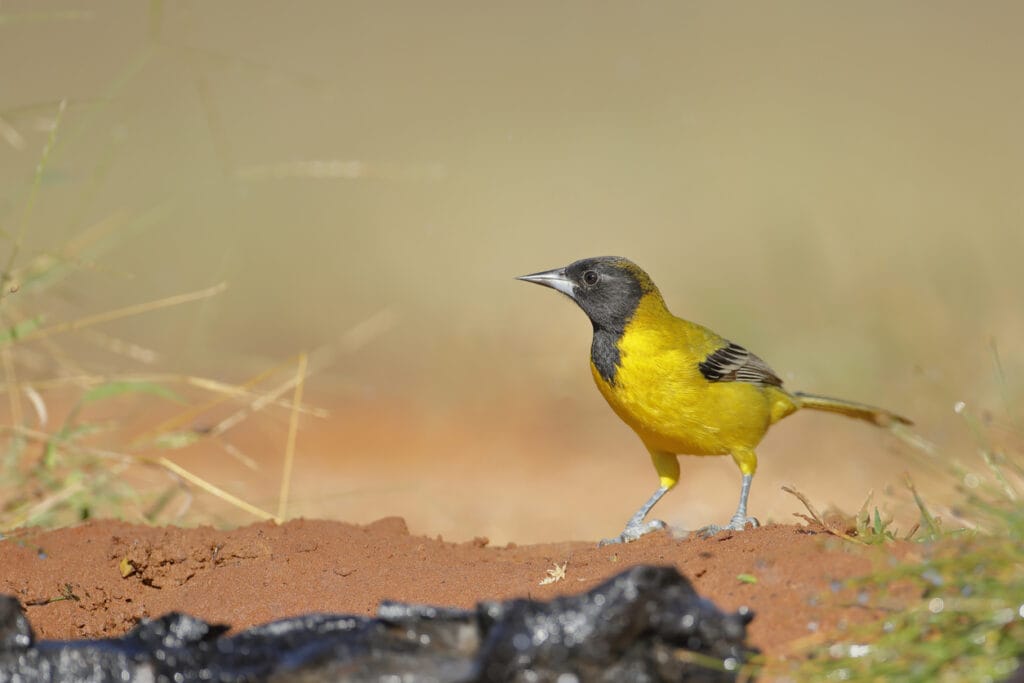 Audubon's Oriole