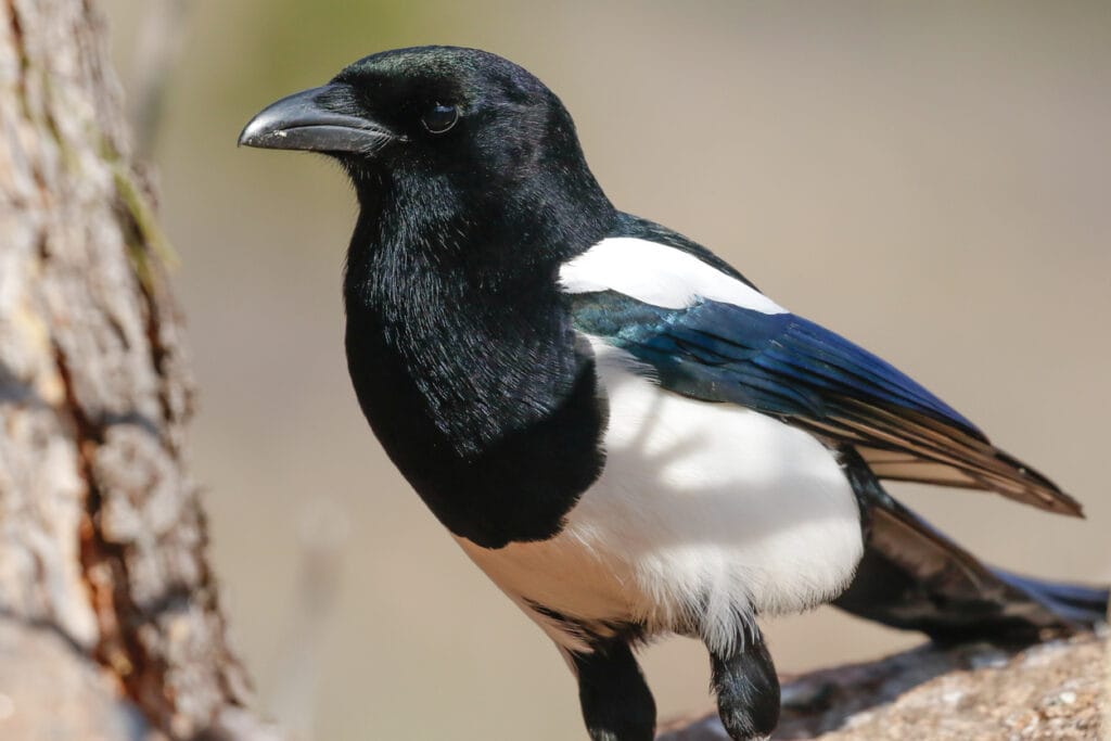 Black-billed Magpie