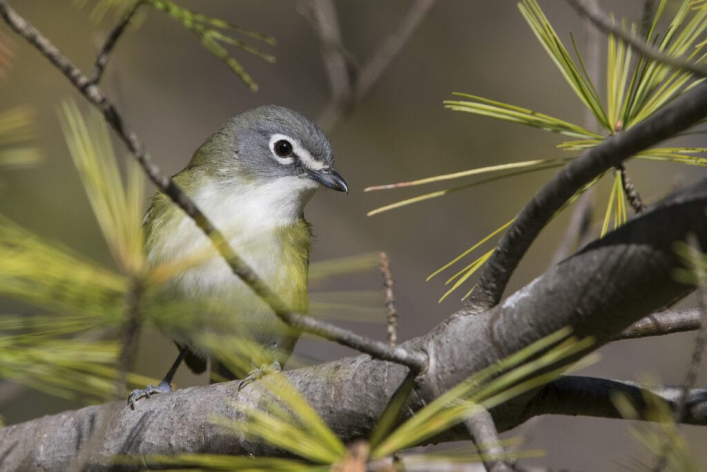 Blue-Headed Vireo