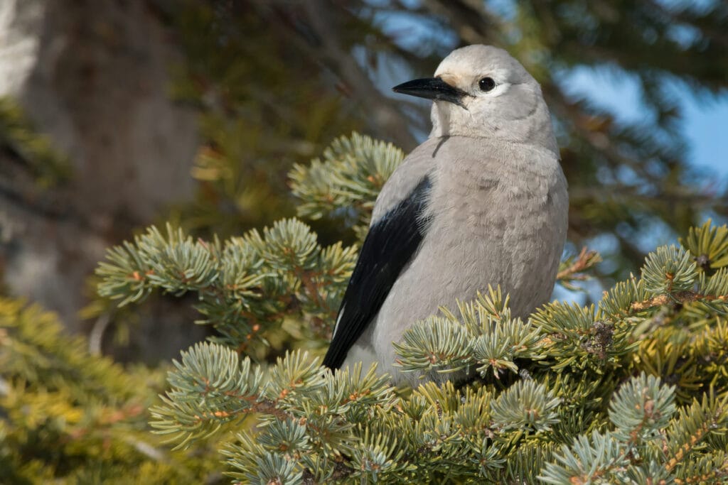 Clark's Nutcracker