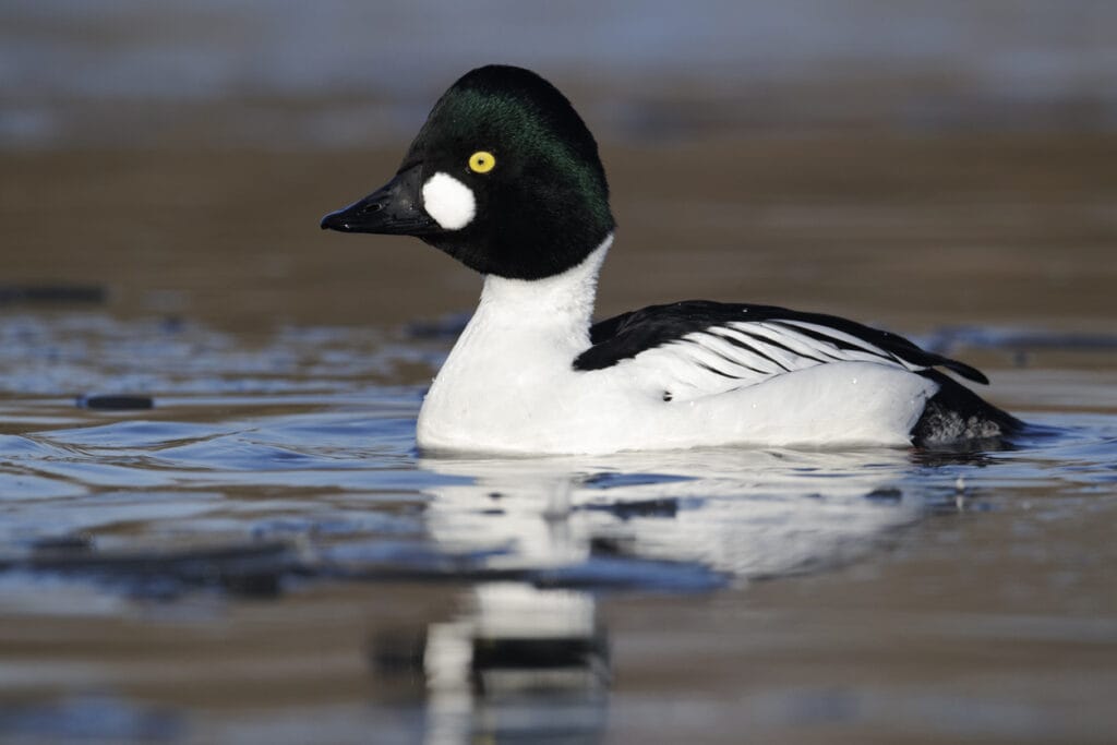 Common Goldeneye