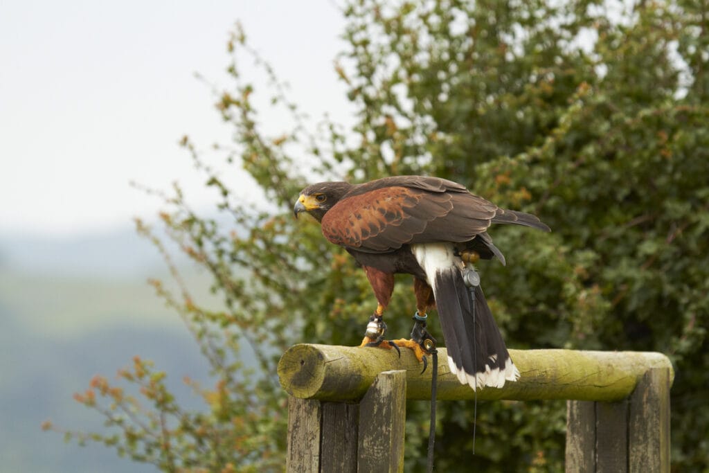 Harris’s Hawk