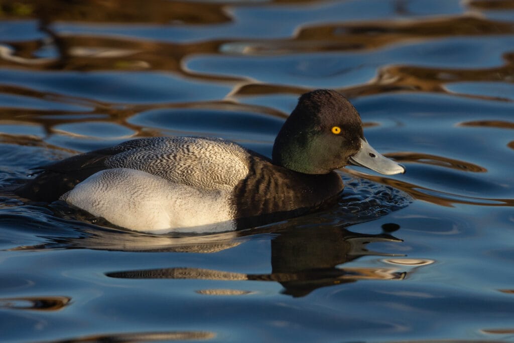 Lesser Scaup