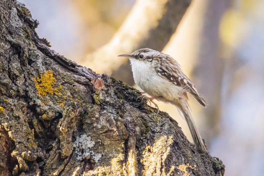 Small brown creeper looking for food
