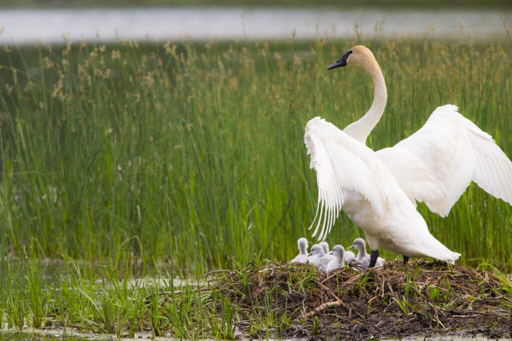 Trumpeter Swan