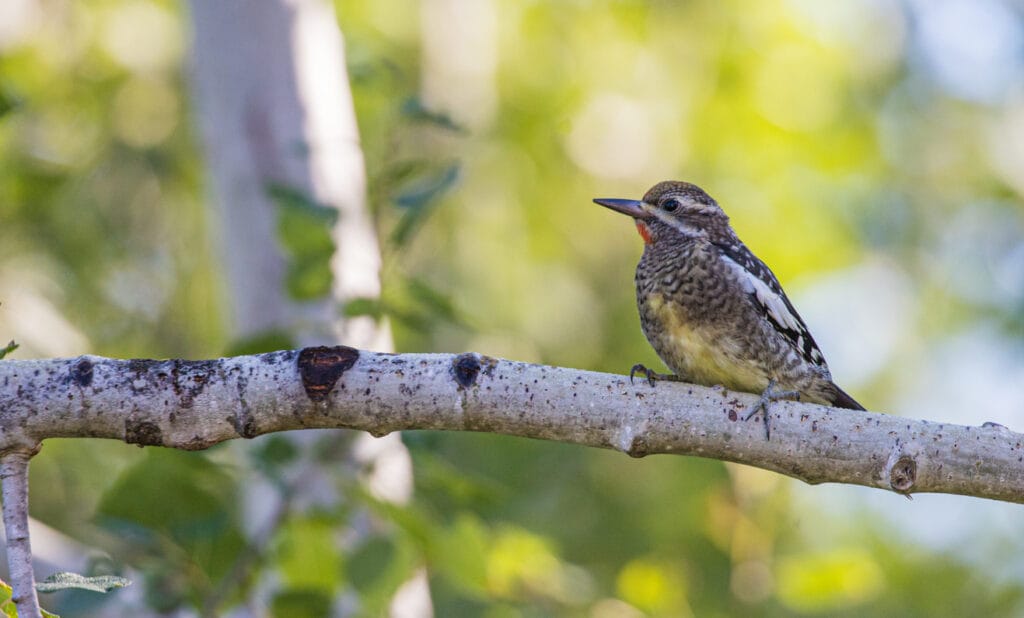 yellow bellied sapsucker 