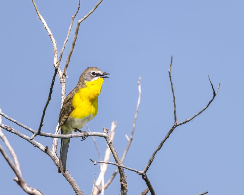 Yellow-breasted Chat