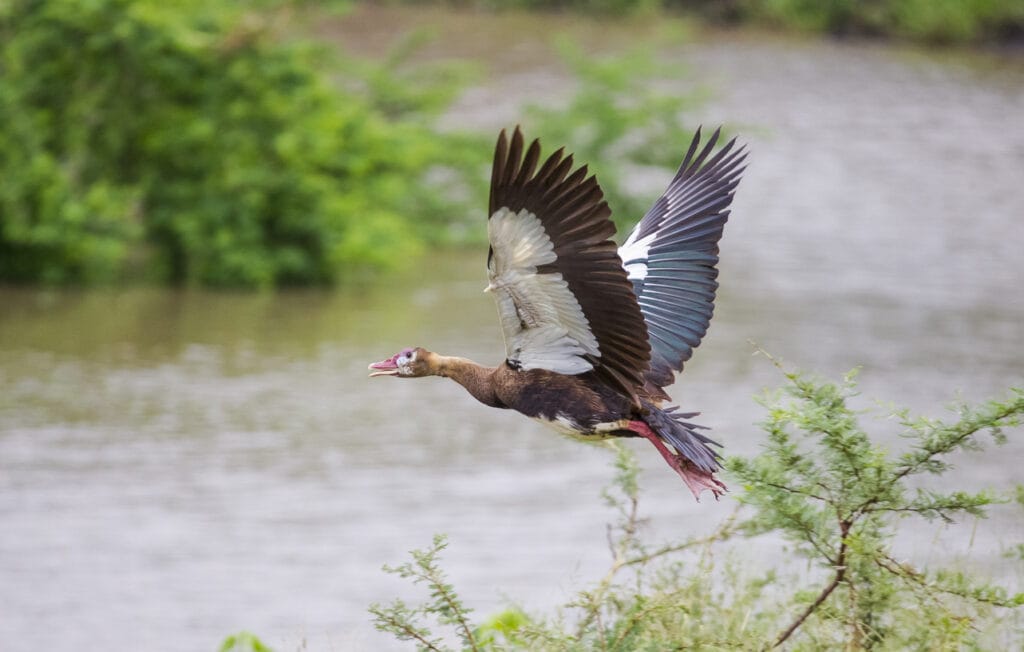 african goose flying