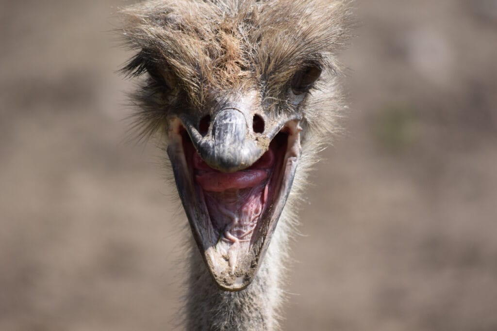 aggressive ostrich