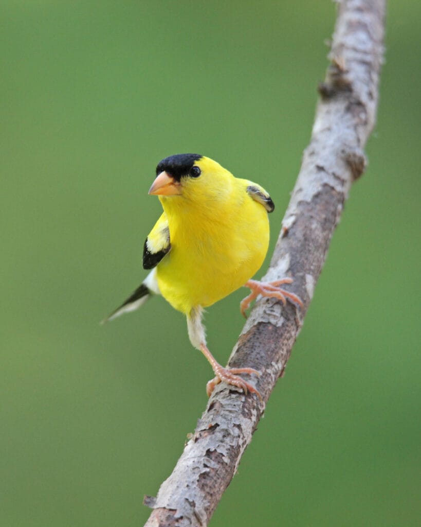 american goldfinch in iowa
