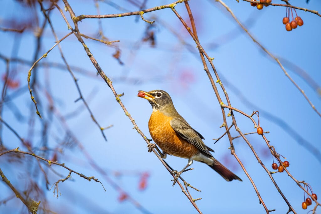 american robin eating nut