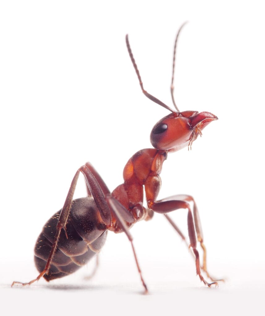ant close up