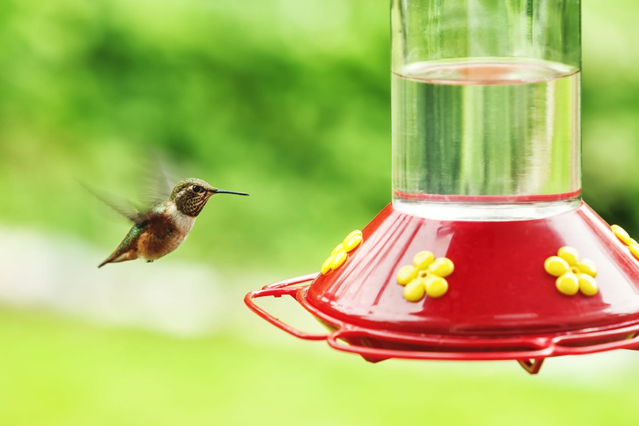 How To Keep Ants Off Hummingbird Feeder 12 Proven Steps Feb 2023   Ants In Hummingbird Feeder 