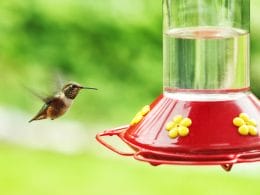 ants in hummingbird feeder