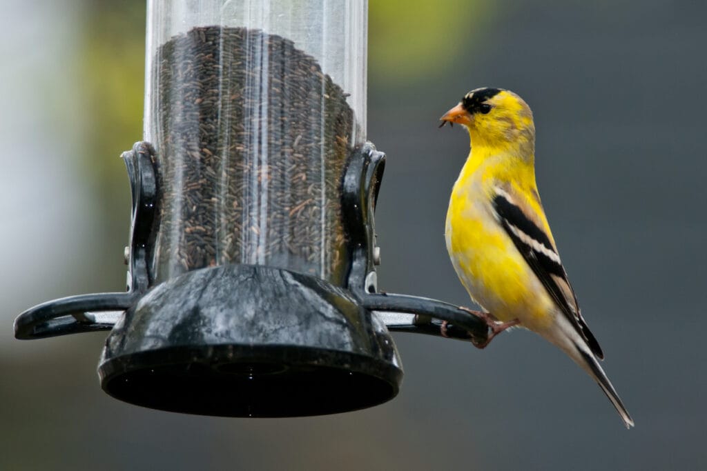 attracting gold finches to feeder