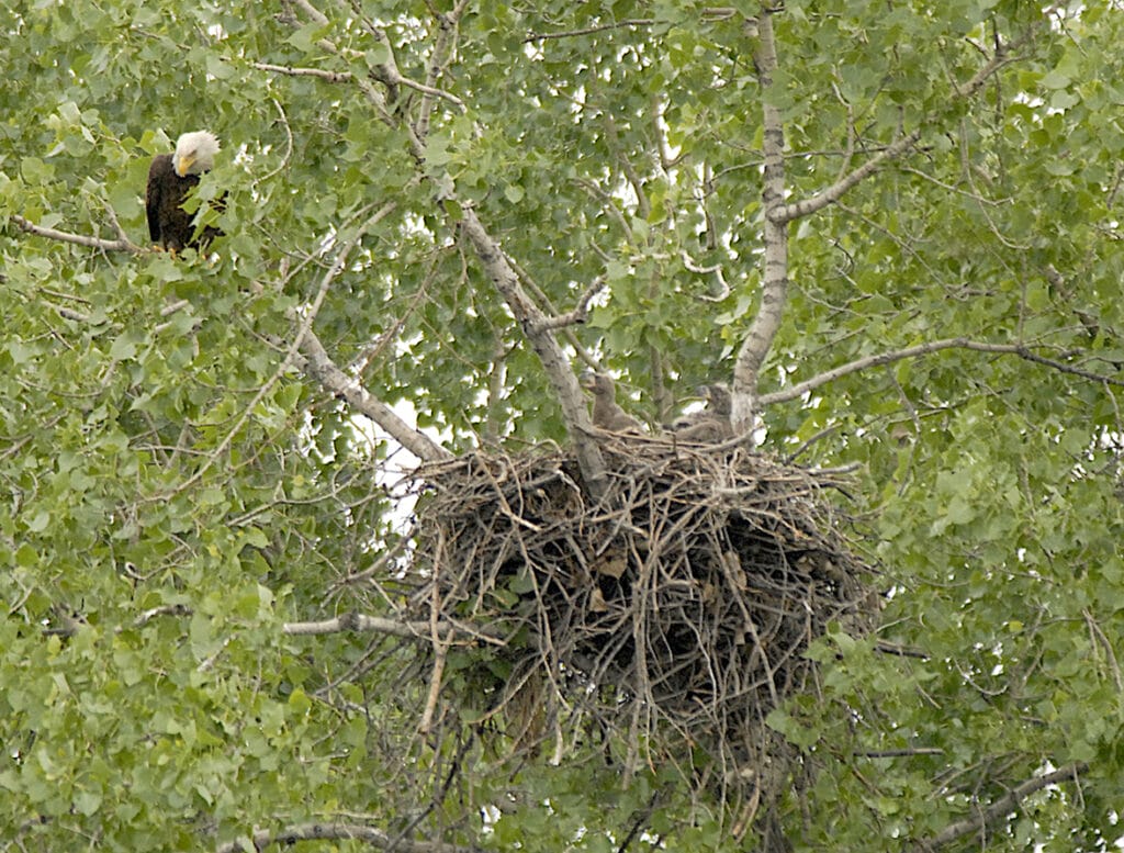 bald eage with a nest