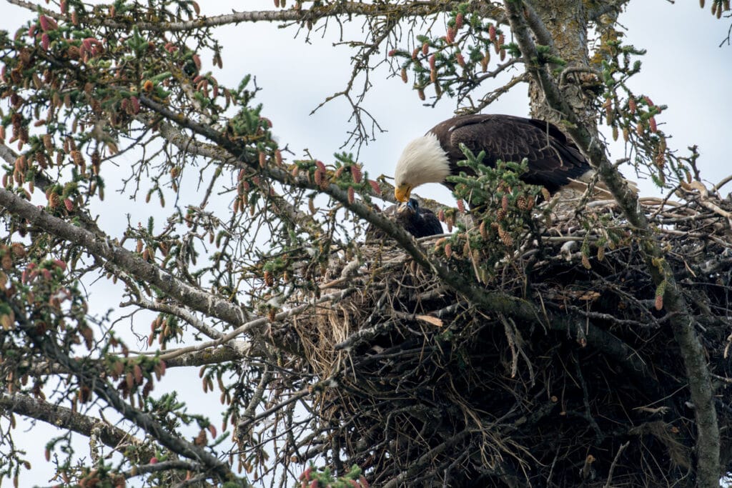 bald eagle rolling eggs