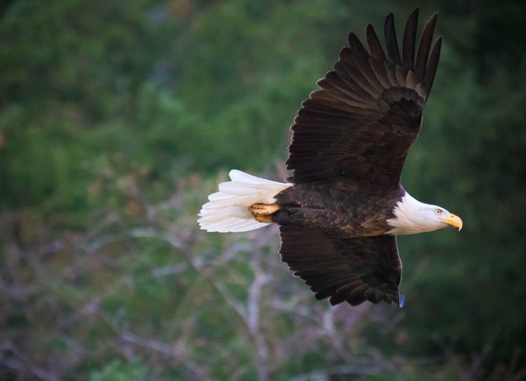 bald eagle soaring