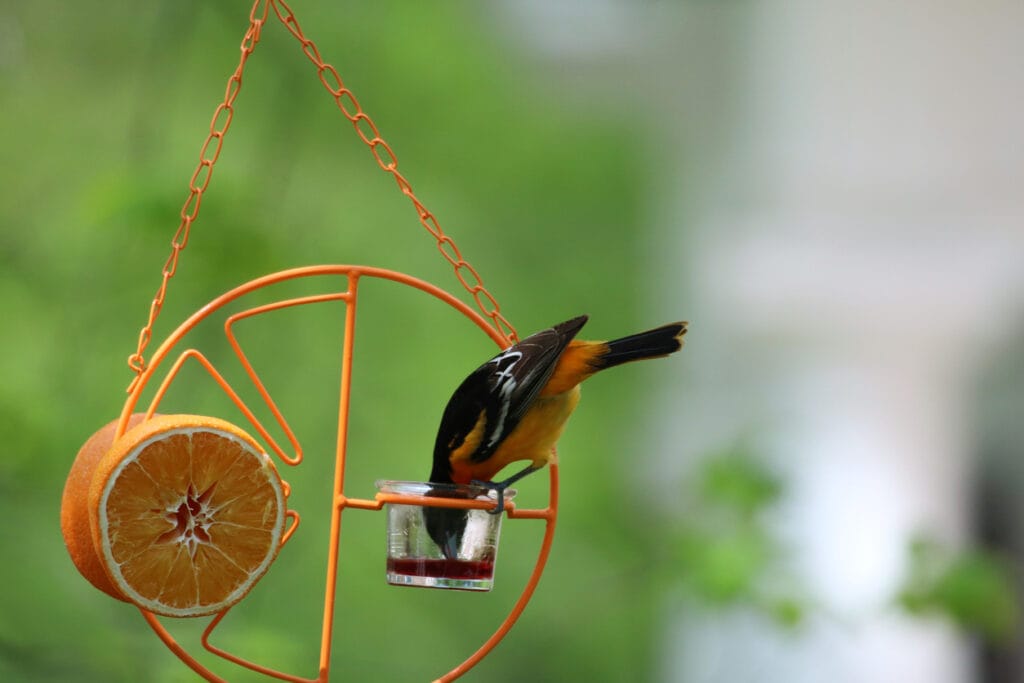 baltimore oriole feeding