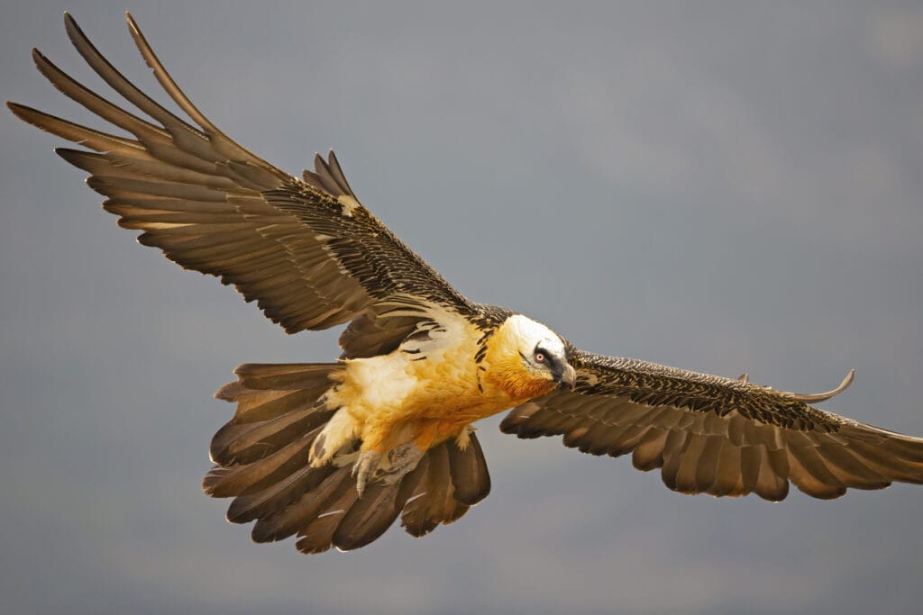 bearded vulture