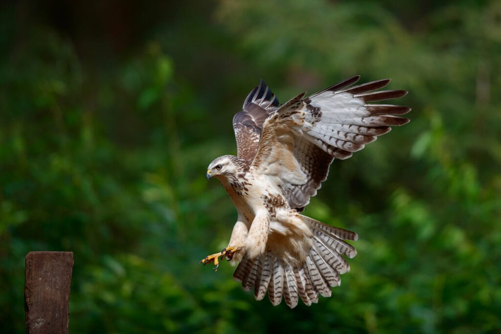 bigger hawk attacking