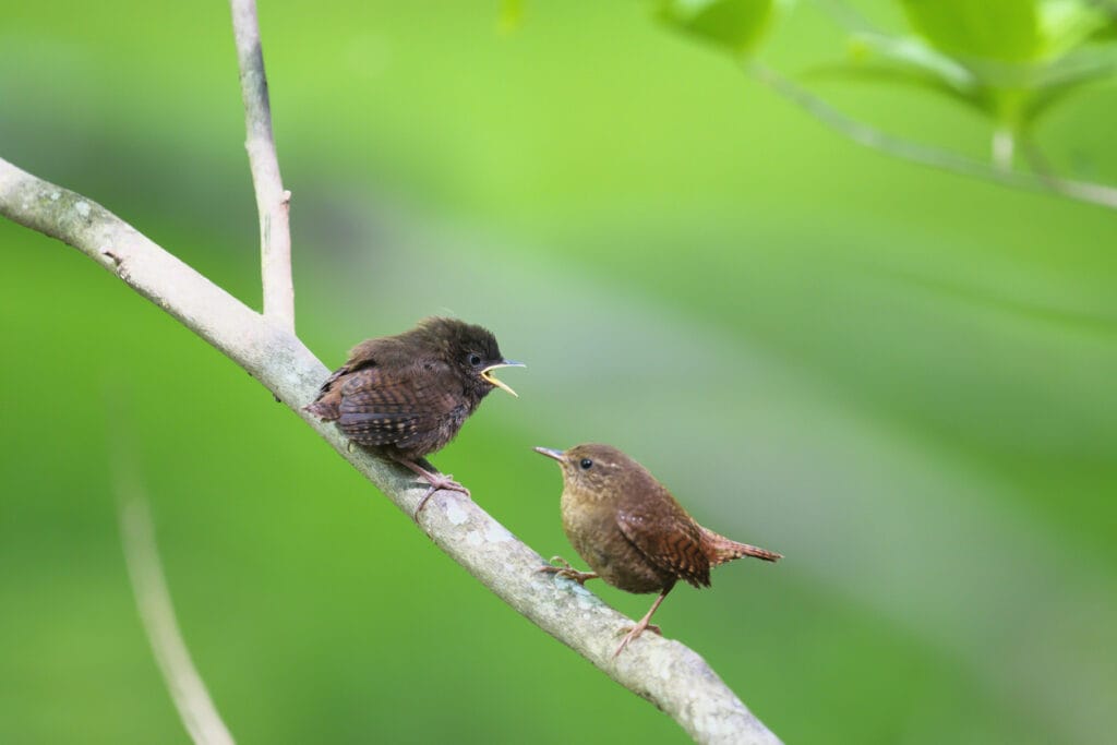 birds communicating