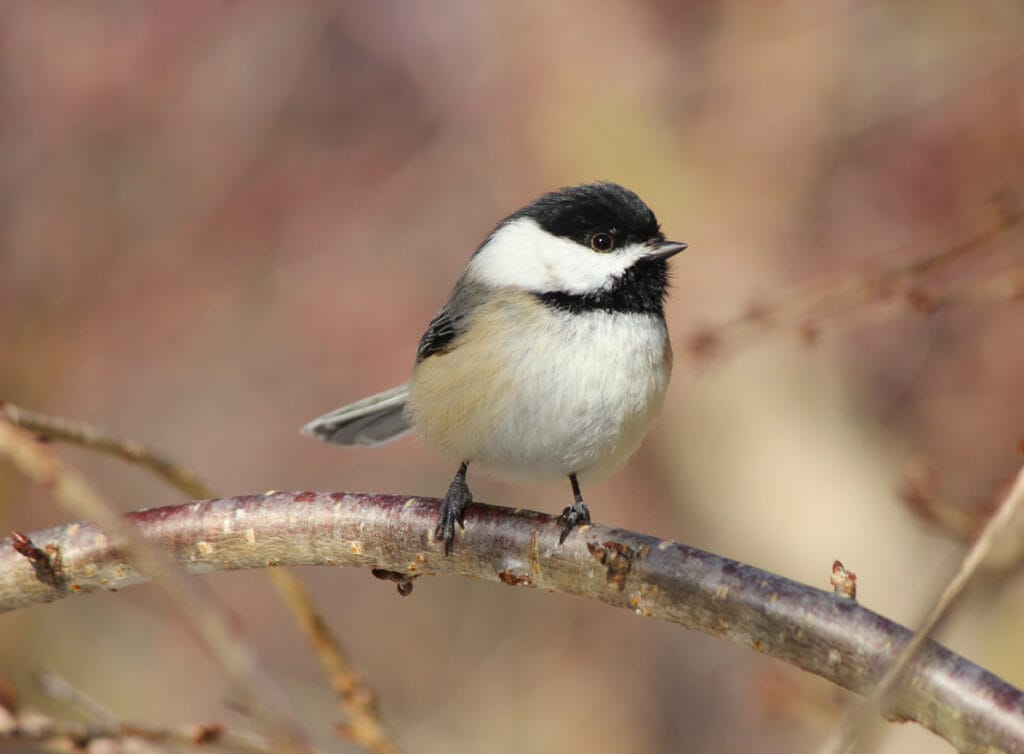 black capped chickadee close up