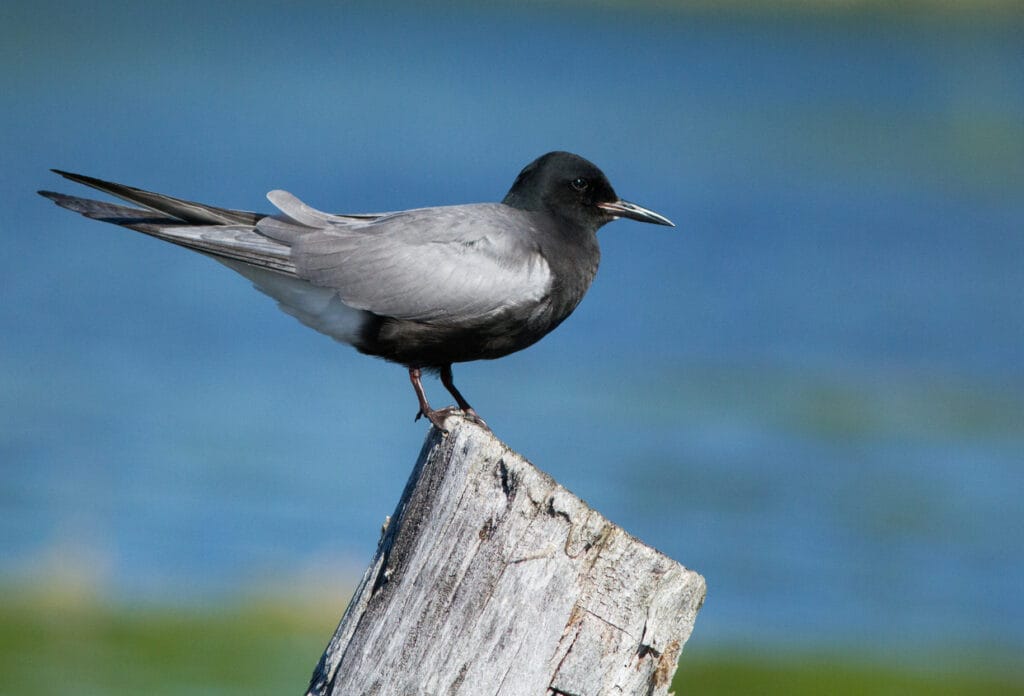 black tern