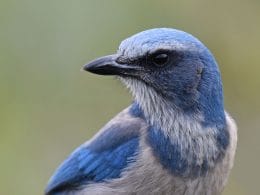 blue birds in Florida