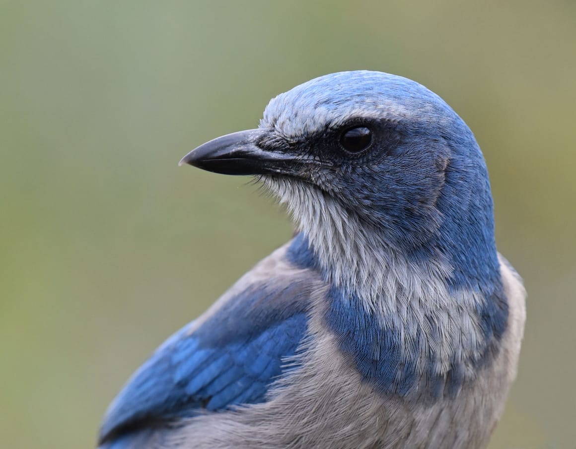 blue birds in Florida