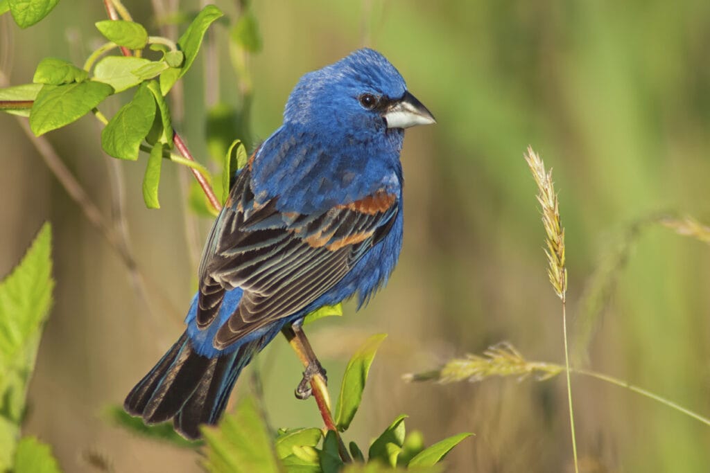 blue grosbeak