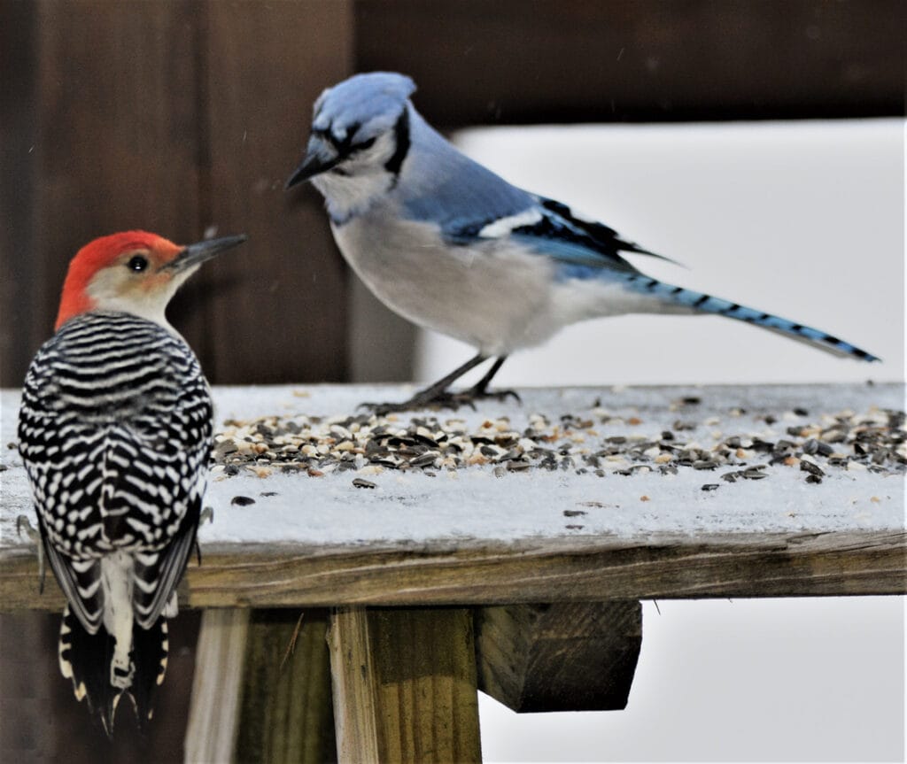 blue jay and woodpecker