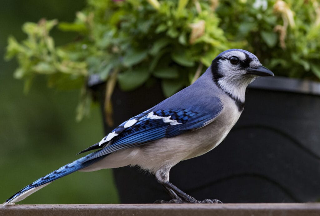 blue jay looking at you