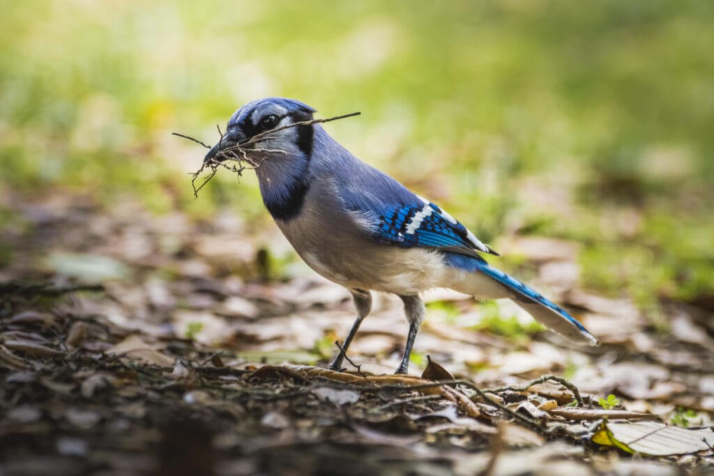 blue jay nest building