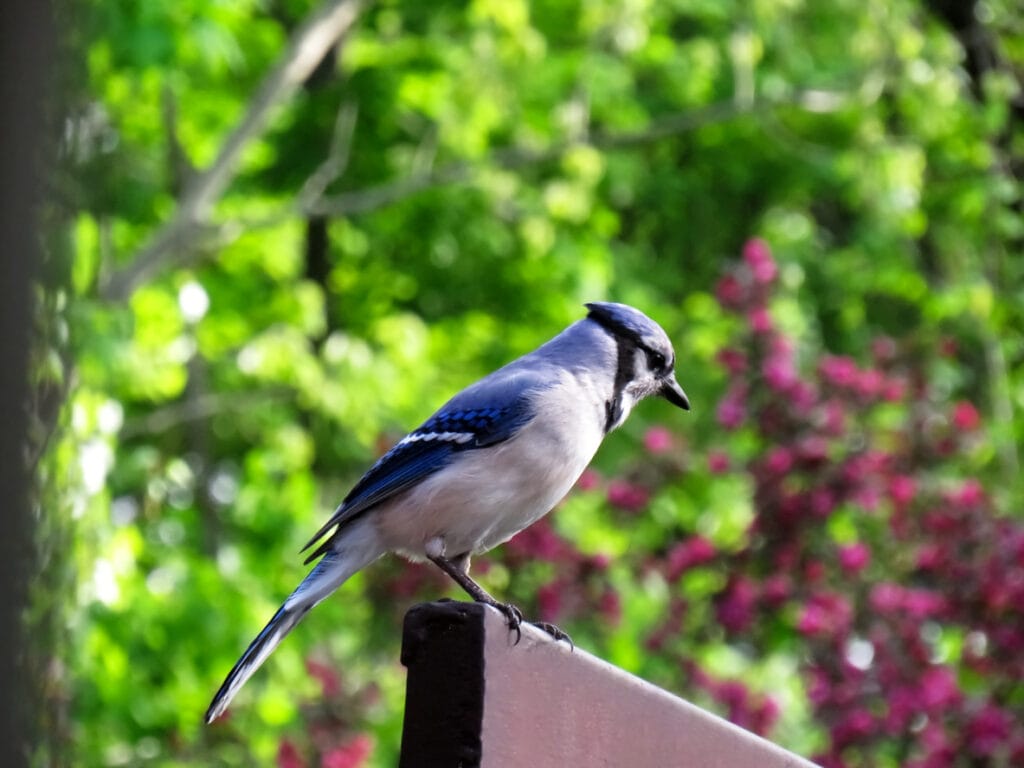 blue jay on house