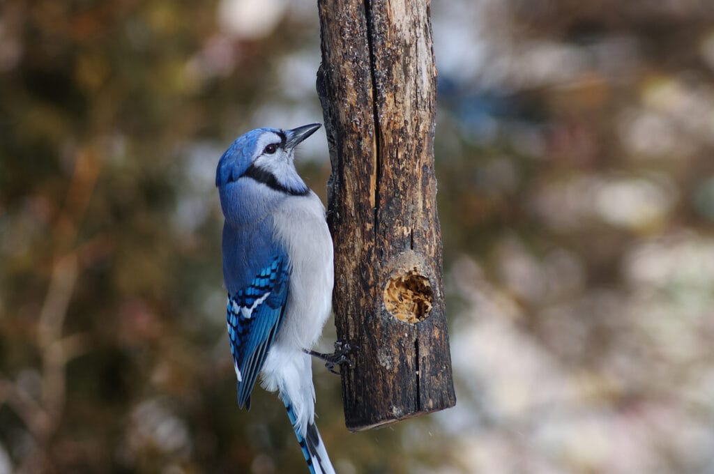 blue jay pecking a wood stick