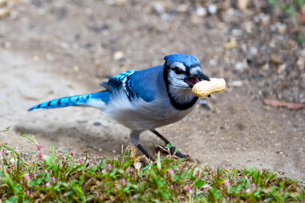 blue jay with food for young