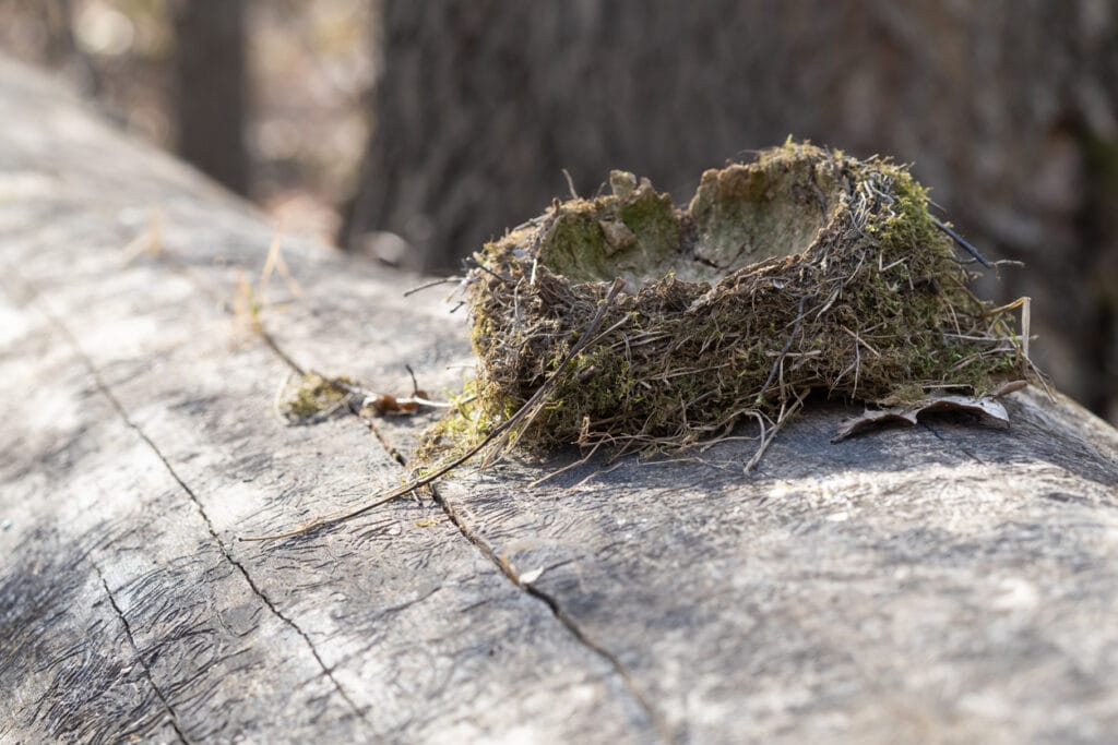 broken bird nest