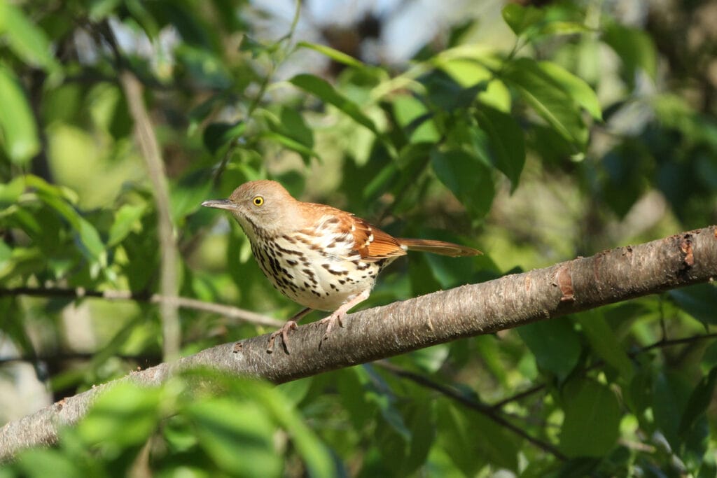 brown thrasher