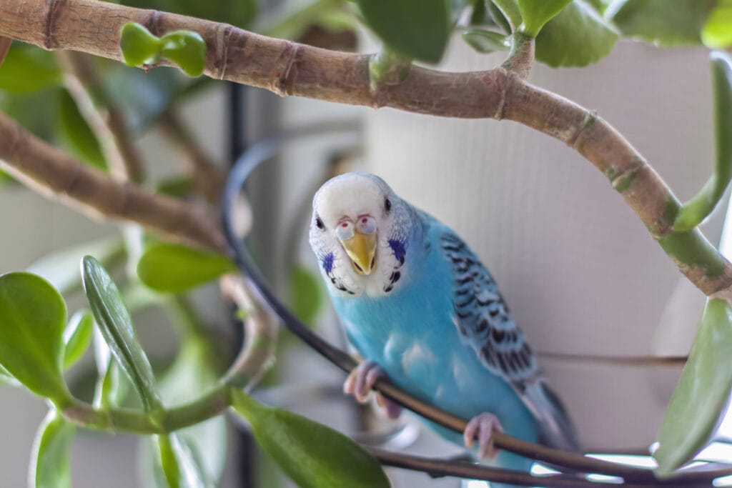 budgie in a tree