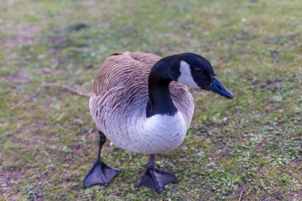 Canadian goose close up