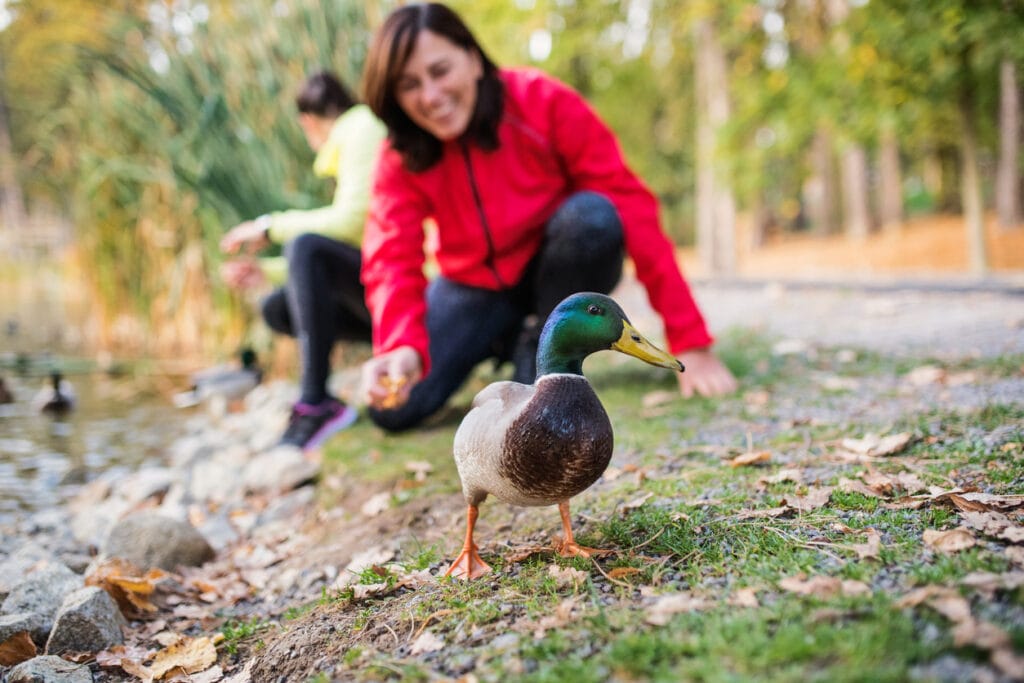 close up of a duck