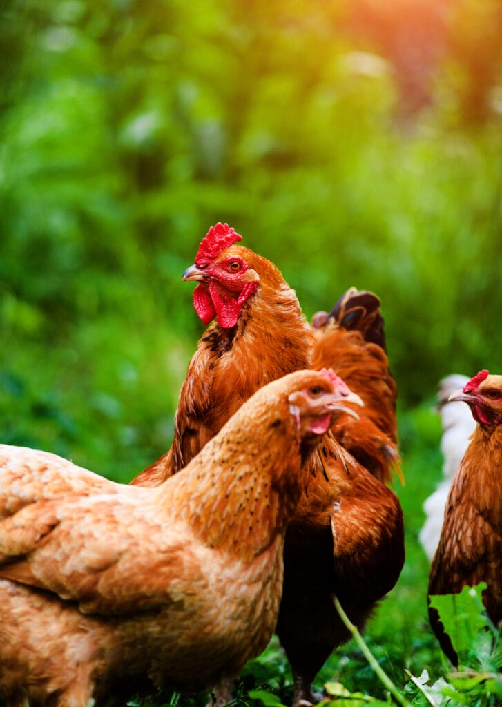 close up of two chickens