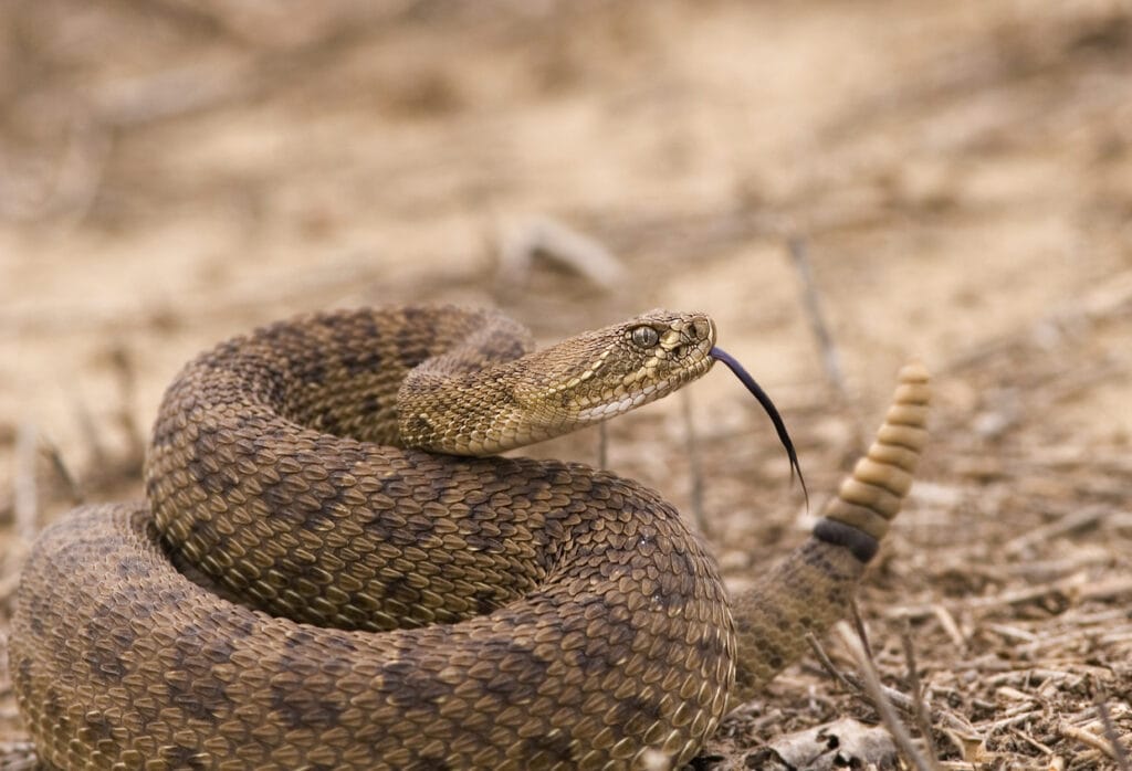 coiled rattlesnake
