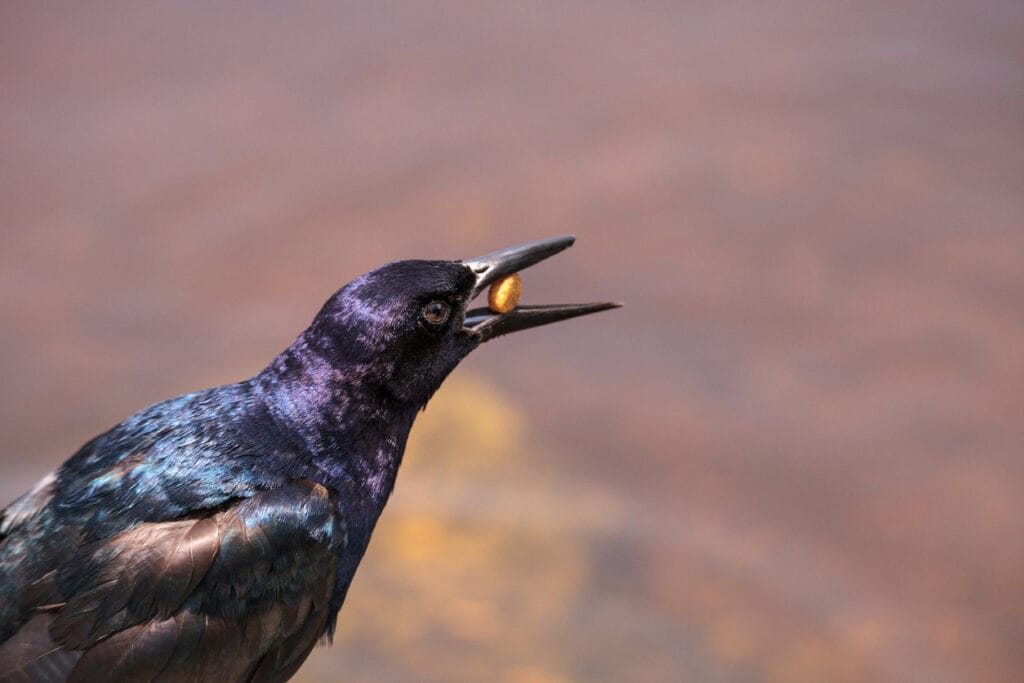 common grackle with nut