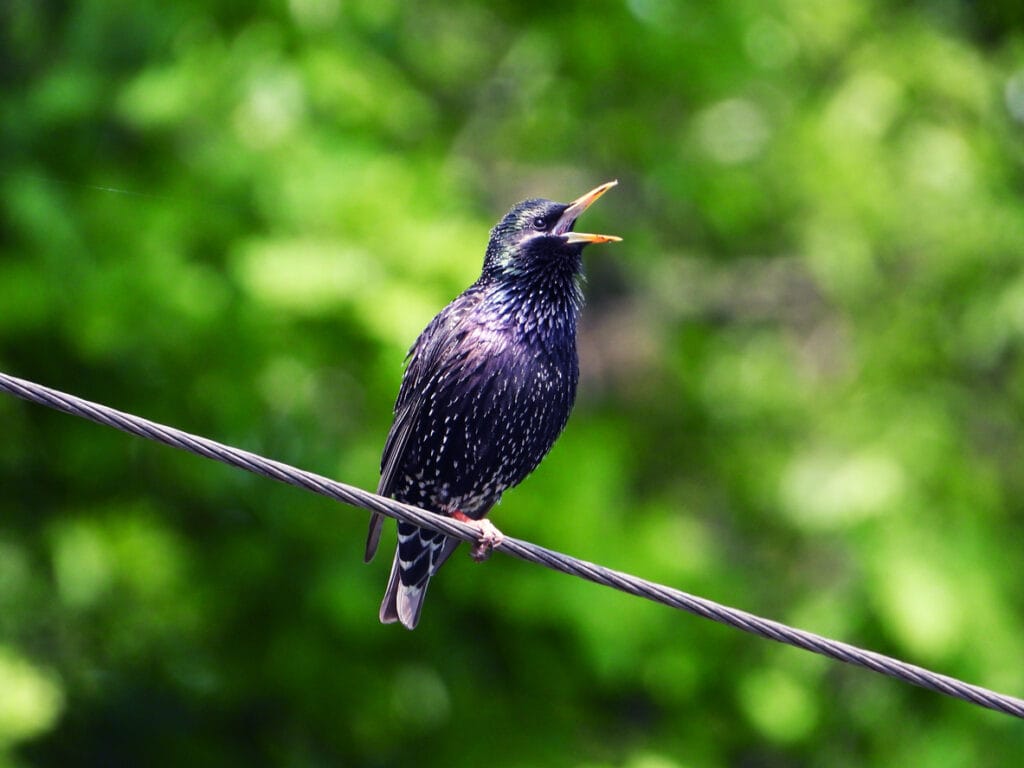 common starling clicking