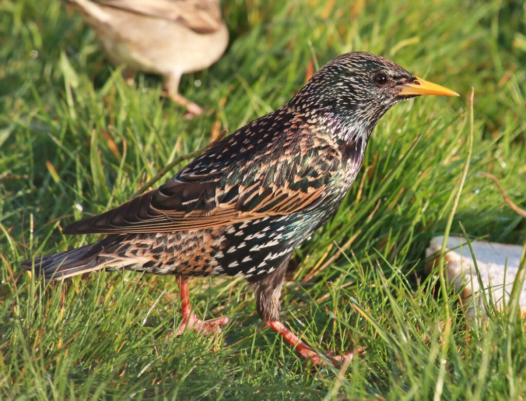 common starling in iowa