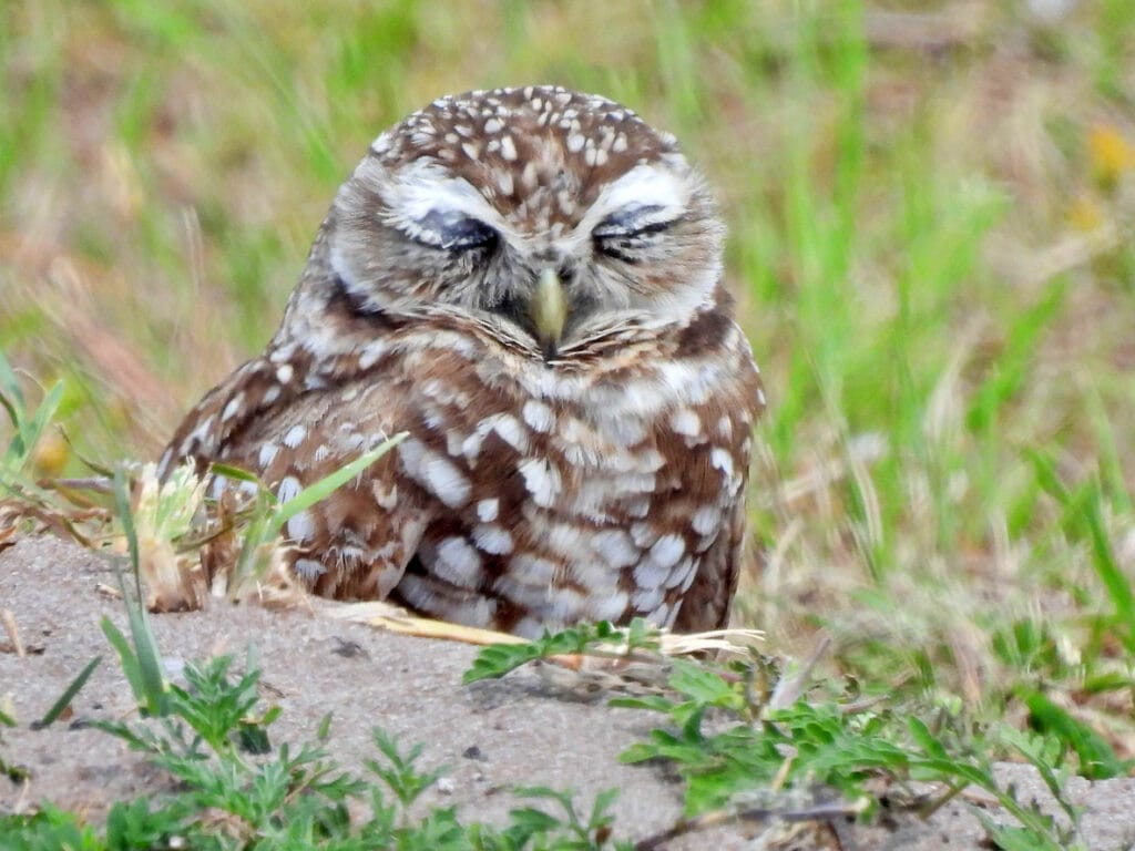 diurnal owl sleeping