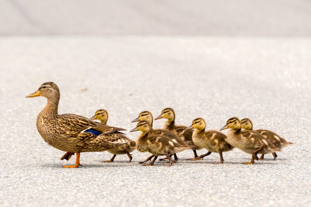 duck with ducklings